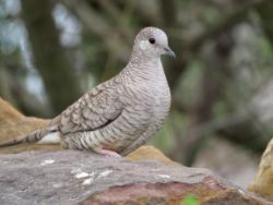 Inca Dove